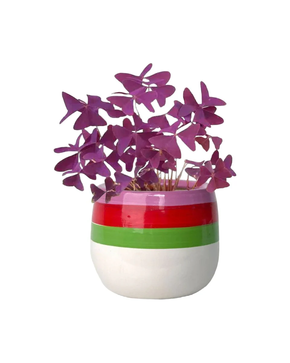Oxalis Triangularis Purple Shamrocks - Image 7