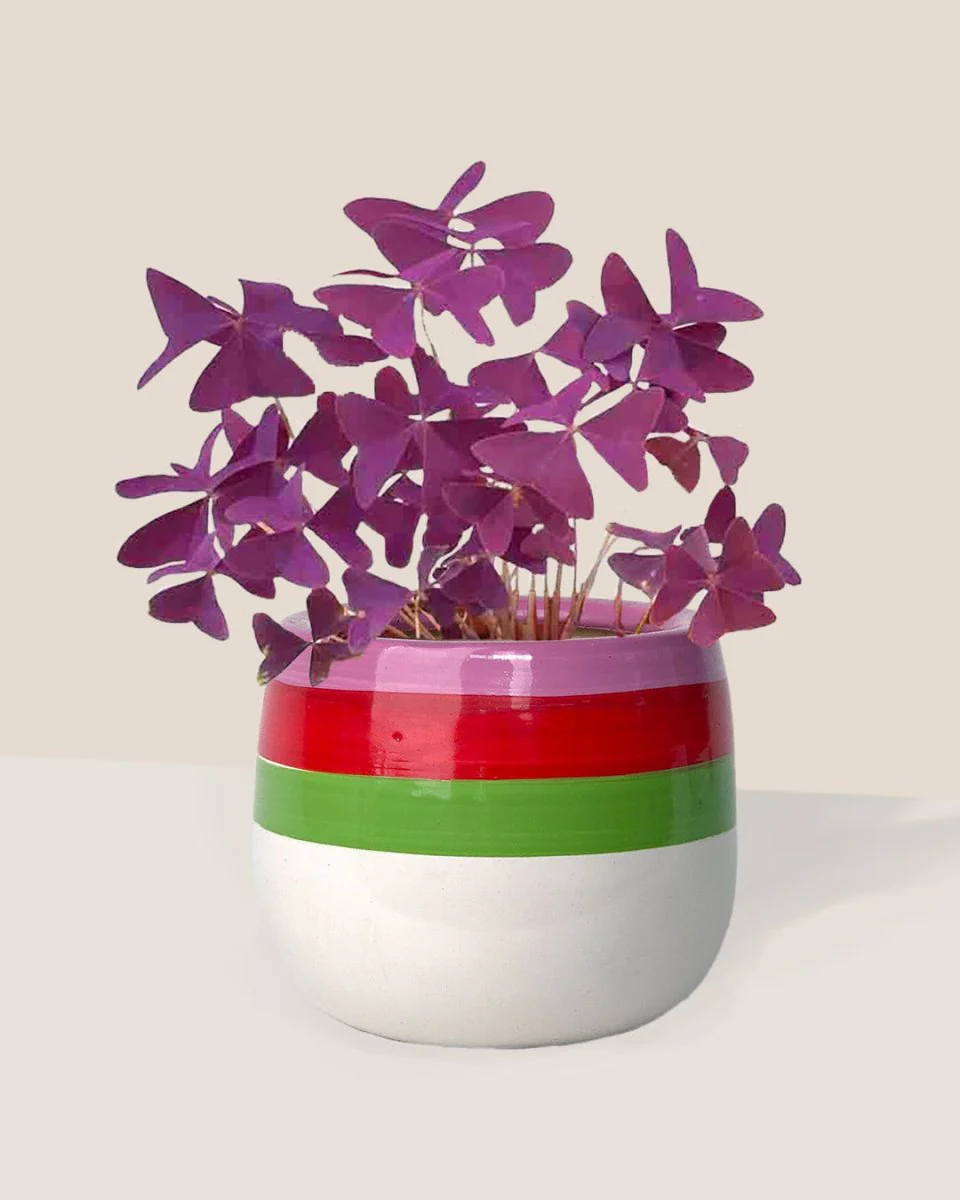 Oxalis Triangularis Purple Shamrocks - Image 9