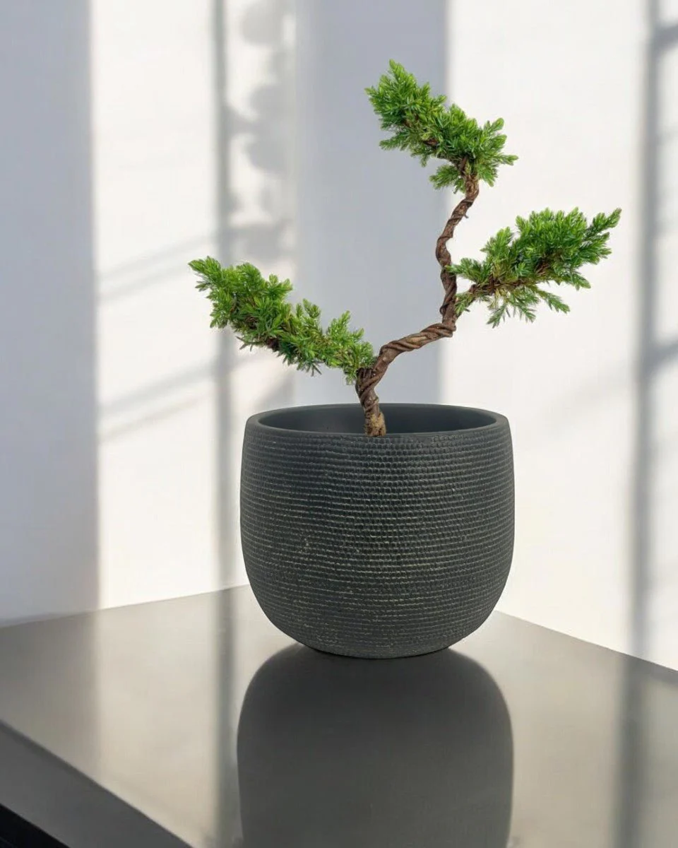 Pyramidal Scots Pine (3 Tier) - Image 2