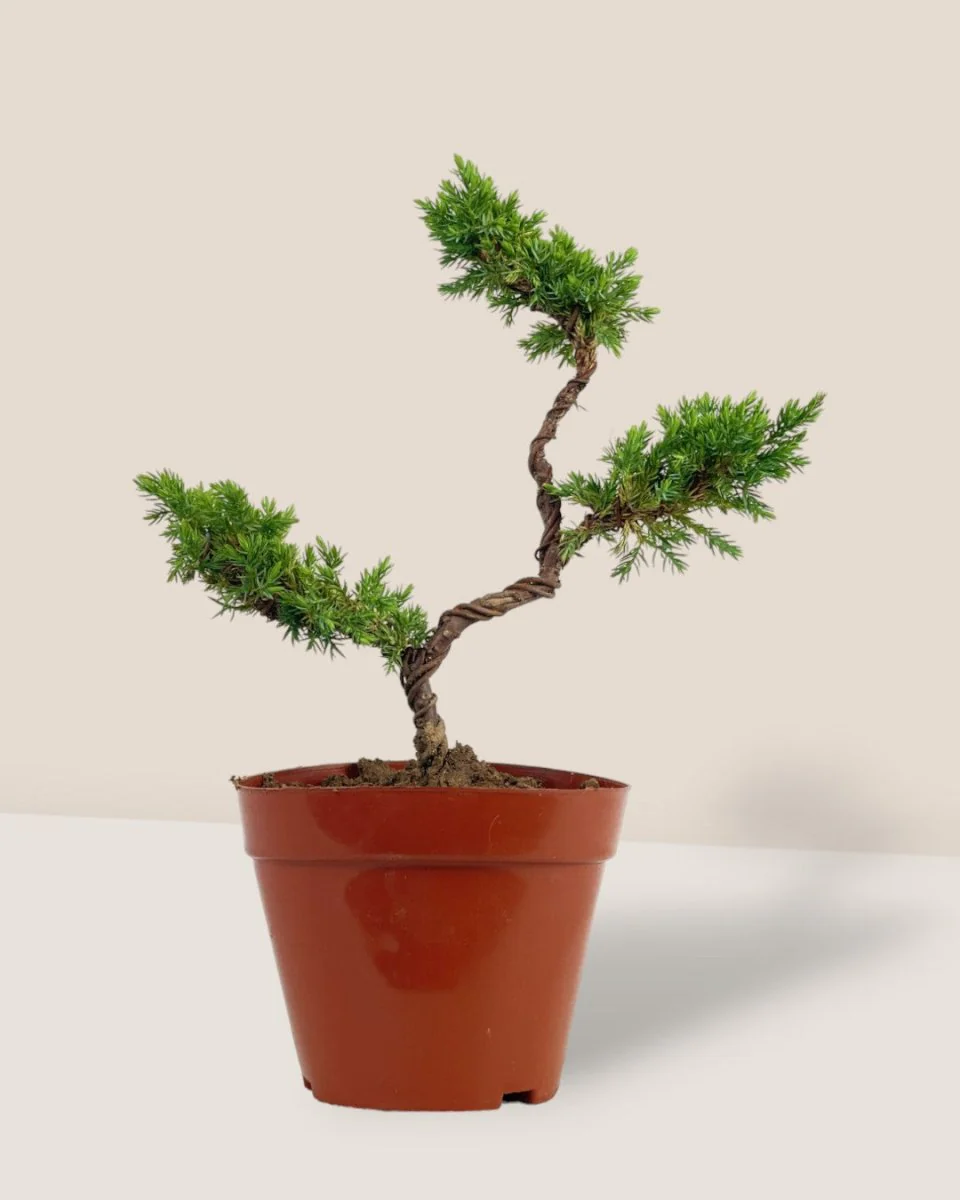 Pyramidal Scots Pine (3 Tier) - Image 3