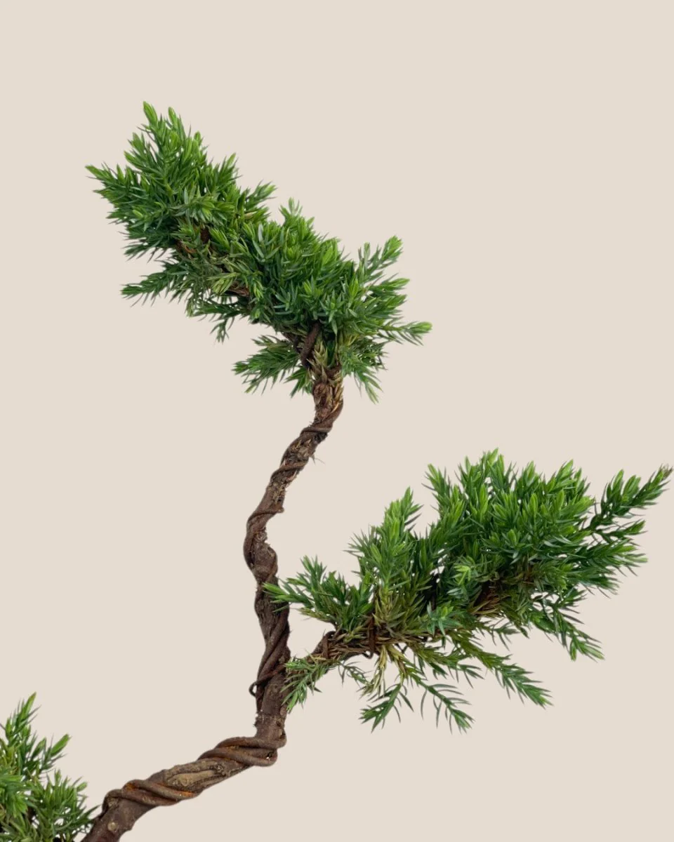 Pyramidal Scots Pine (3 Tier) - Image 4