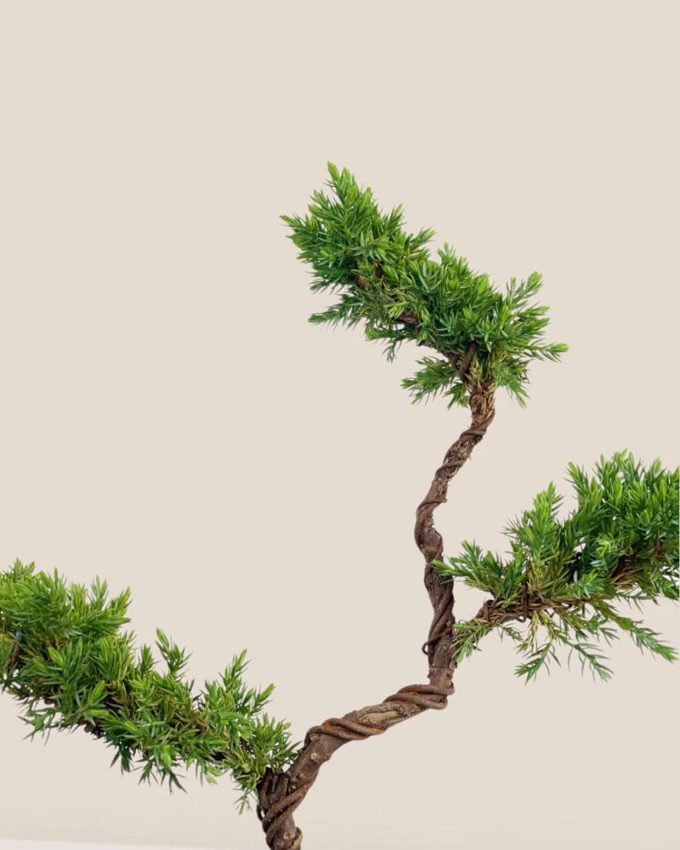 Pyramidal Scots Pine (3 Tier) - Image 5