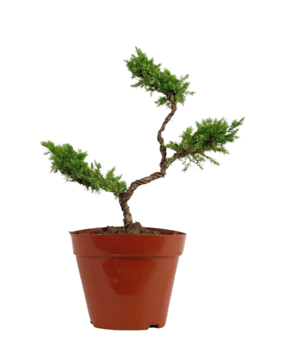 Pyramidal Scots Pine (3 Tier) - Image 6