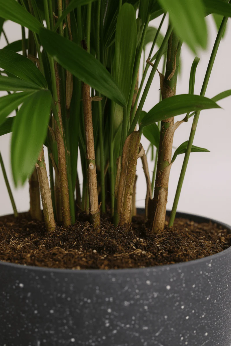 Raphis Palm - Image 2