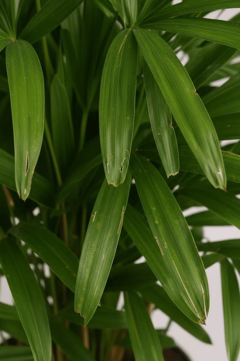 Raphis Palm - Image 3
