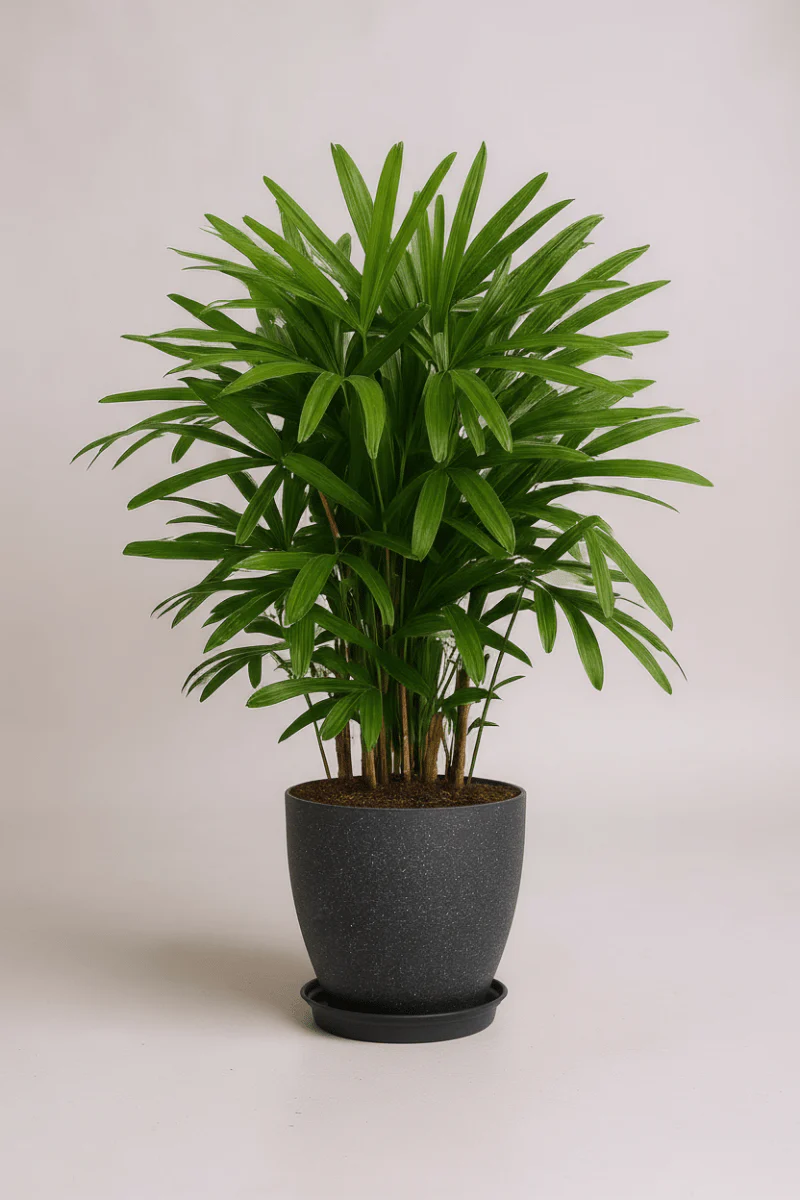 Raphis Palm - Image 5