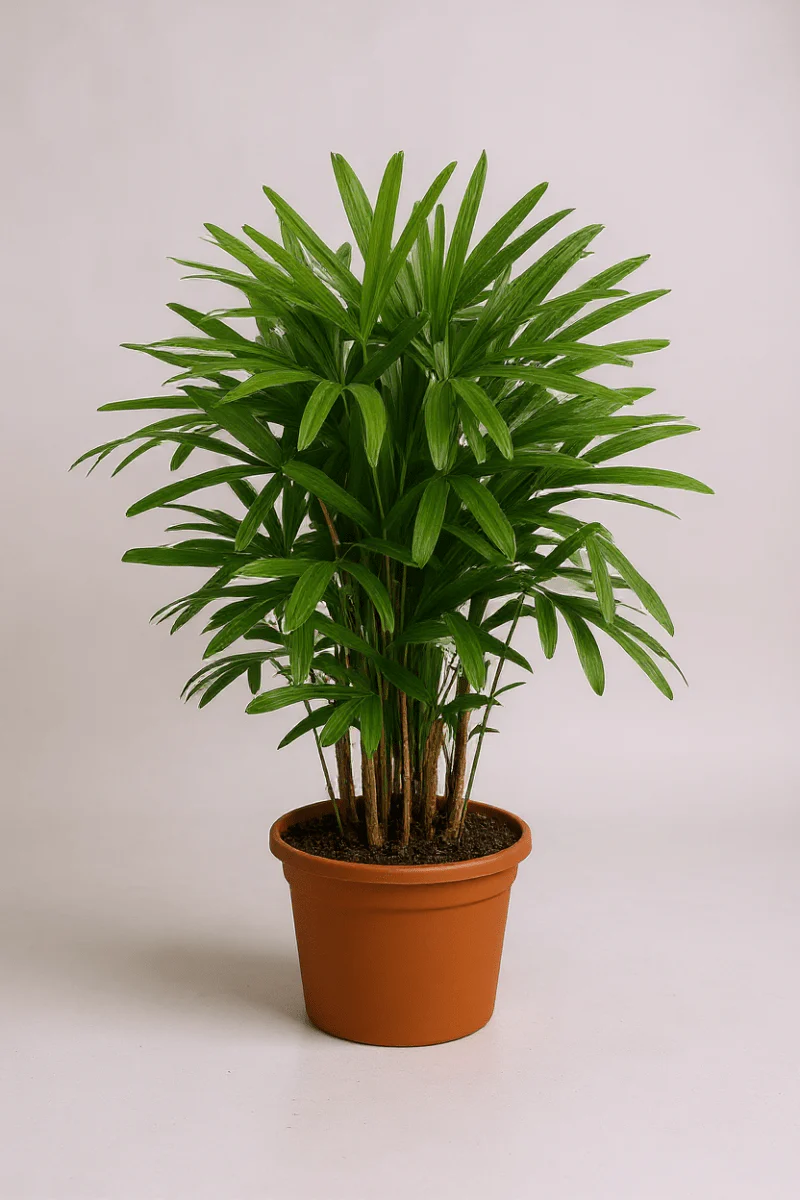 Raphis Palm - Image 6