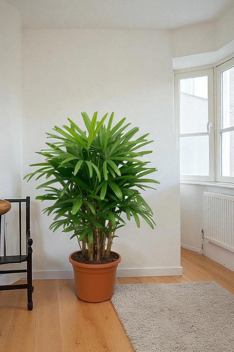 Raphis Palm - Image 7