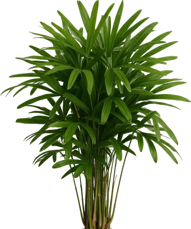 Raphis Palm - Image 8