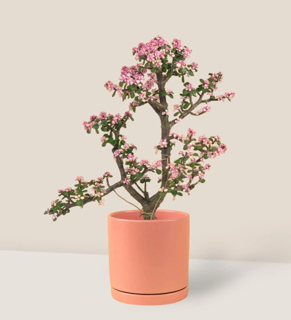 Repotting Service - Image 4