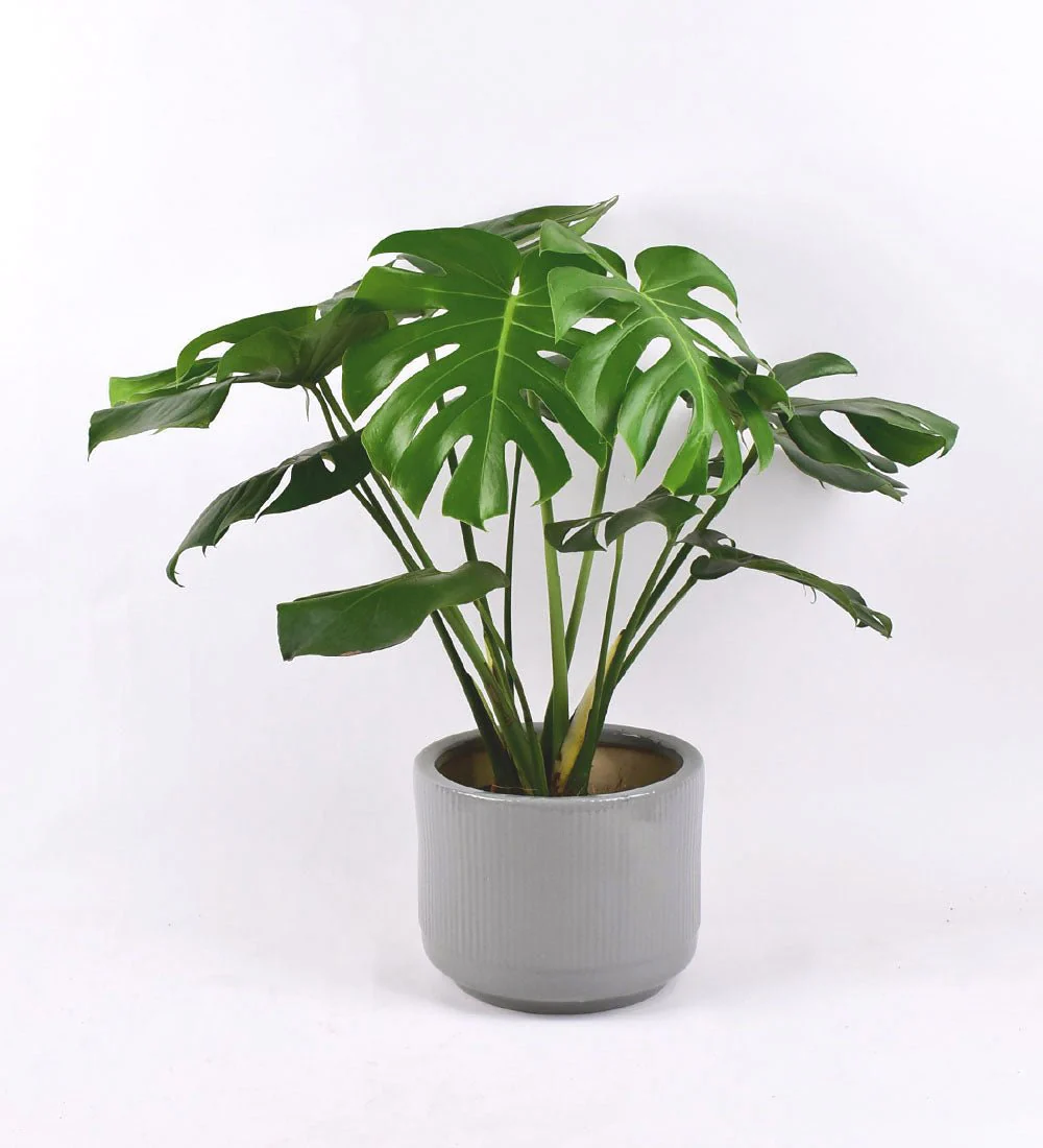 Repotting Service - Image 5