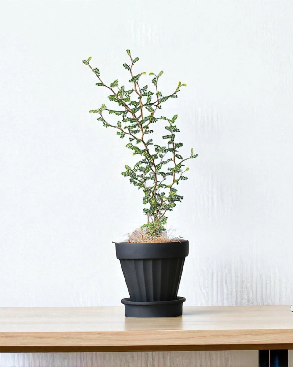 Rib Planter - Image 2