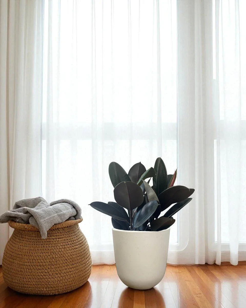 Rubber Plant Burgundy - Image 4