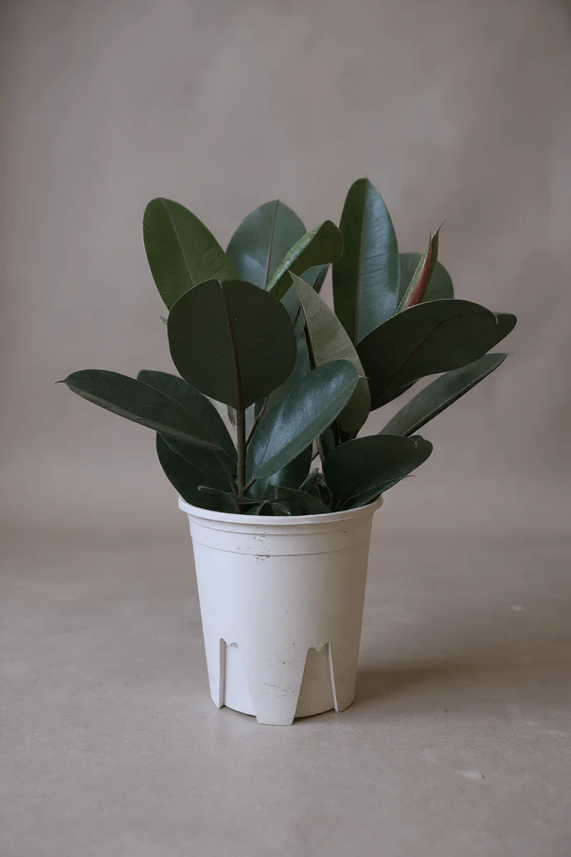 Rubber Plant Burgundy - Image 5