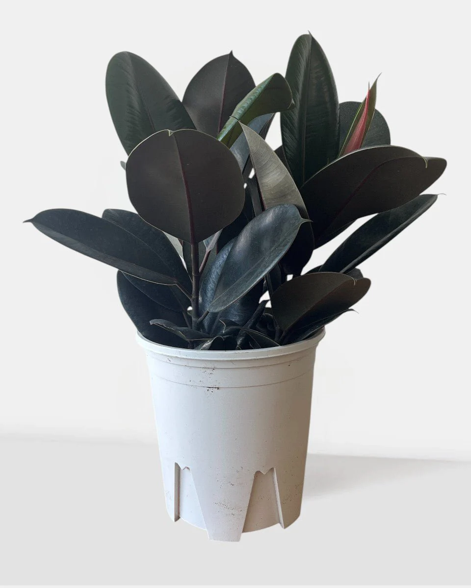 Rubber Plant Burgundy - Image 6