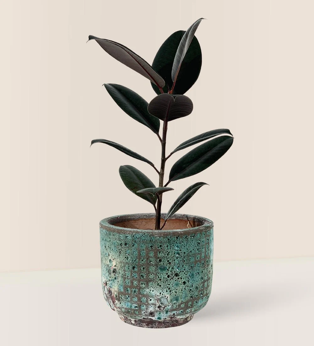 Ficus Elastica Burgundy - Junior - Image 10