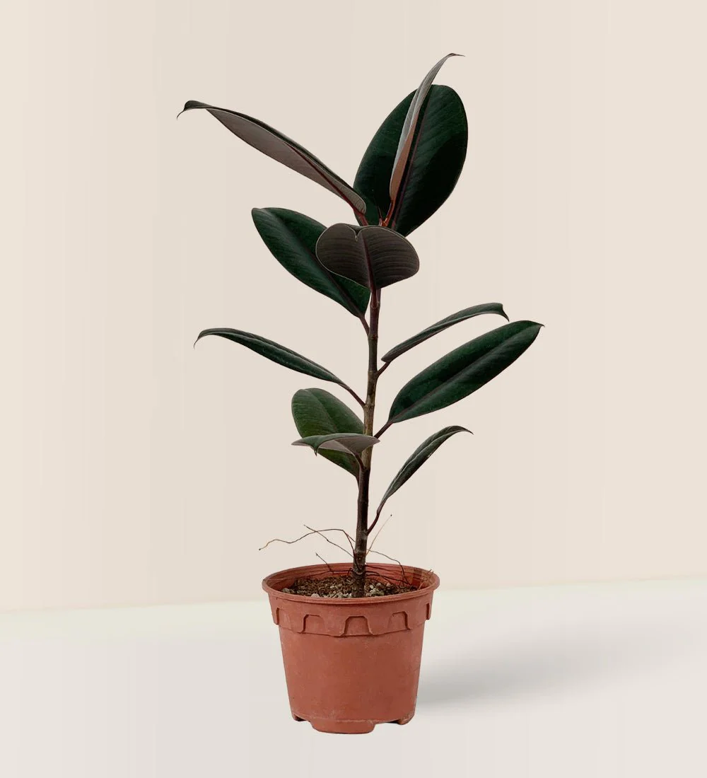 Ficus Elastica Burgundy - Junior - Image 11