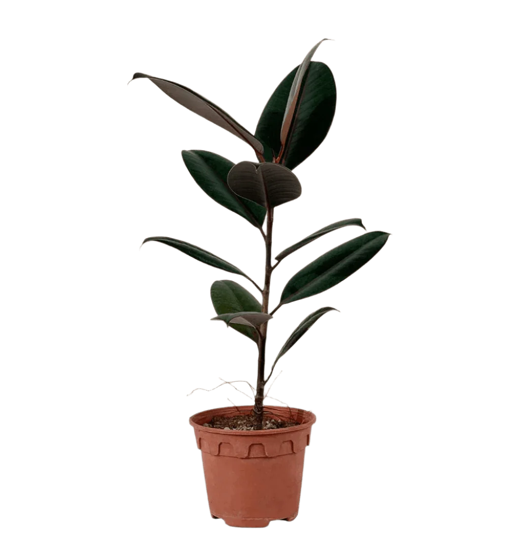 Ficus Elastica Burgundy - Junior - Image 12