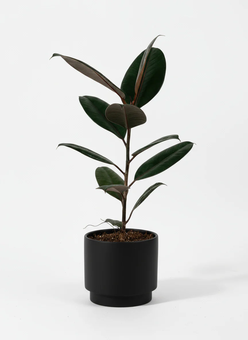 Ficus Elastica Burgundy - Junior - Image 5
