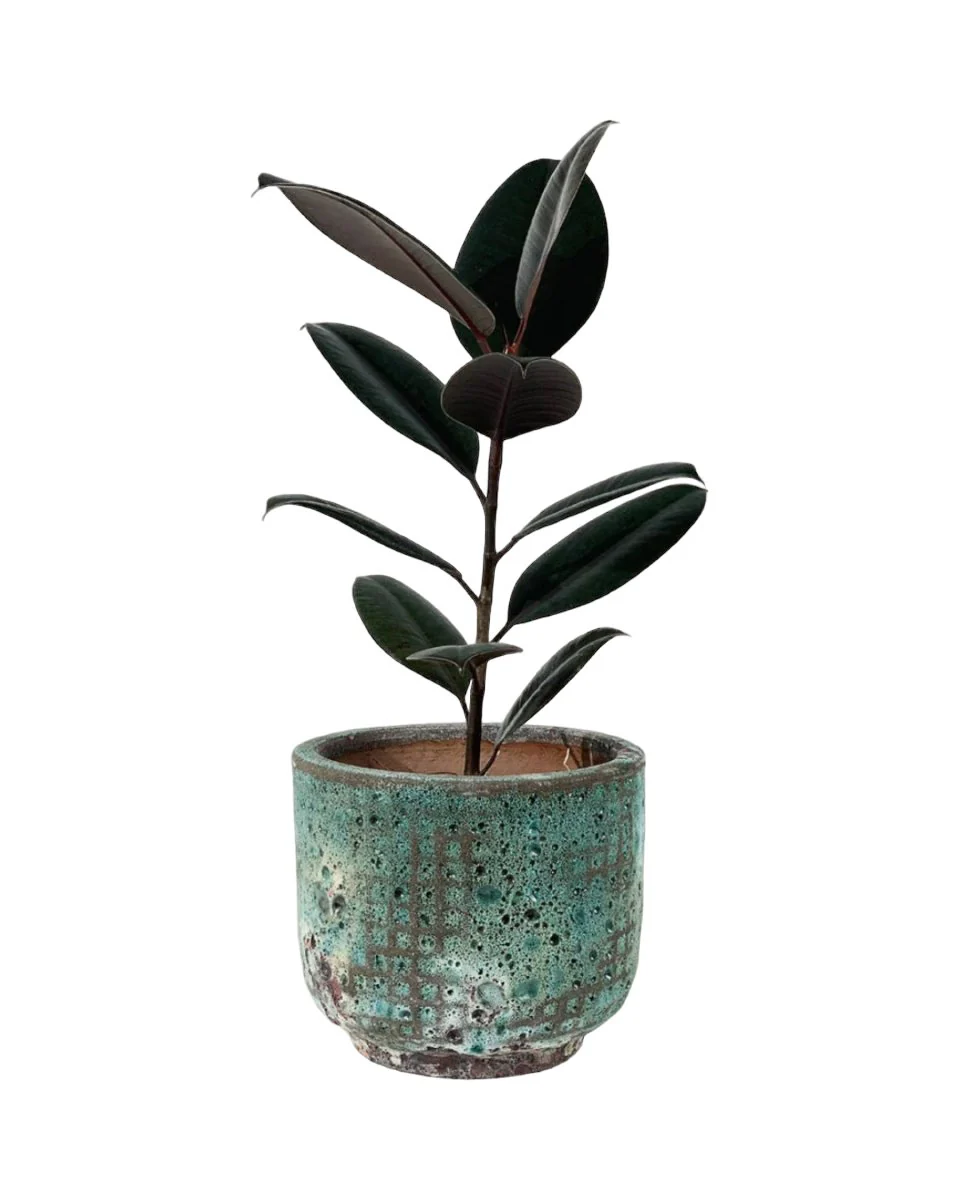 Ficus Elastica Burgundy - Junior - Image 7
