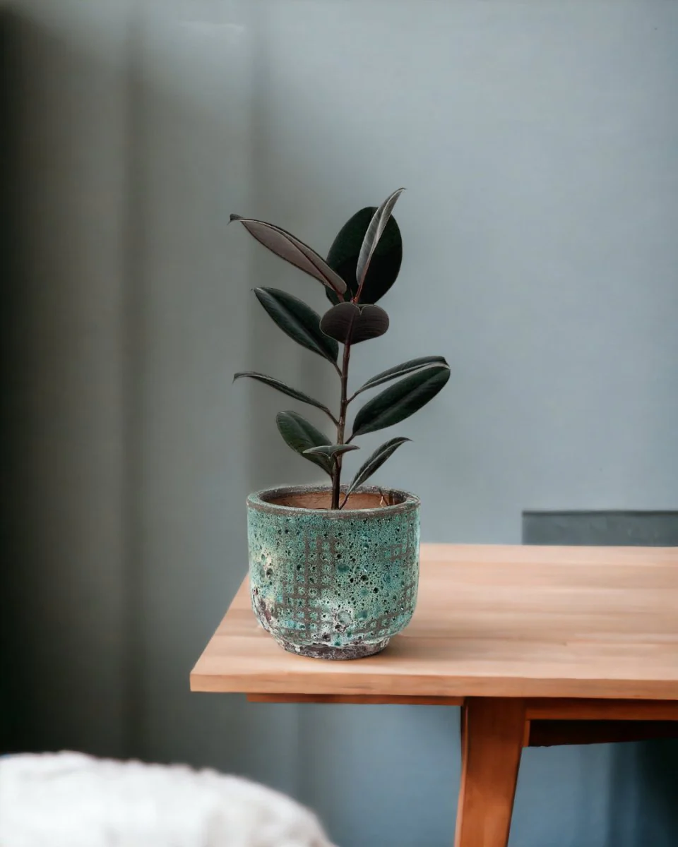 Ficus Elastica Burgundy - Junior - Image 8