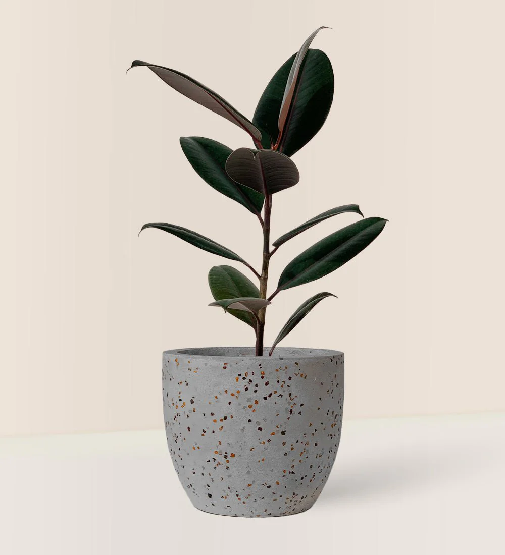 Ficus Elastica Burgundy - Junior - Image 9