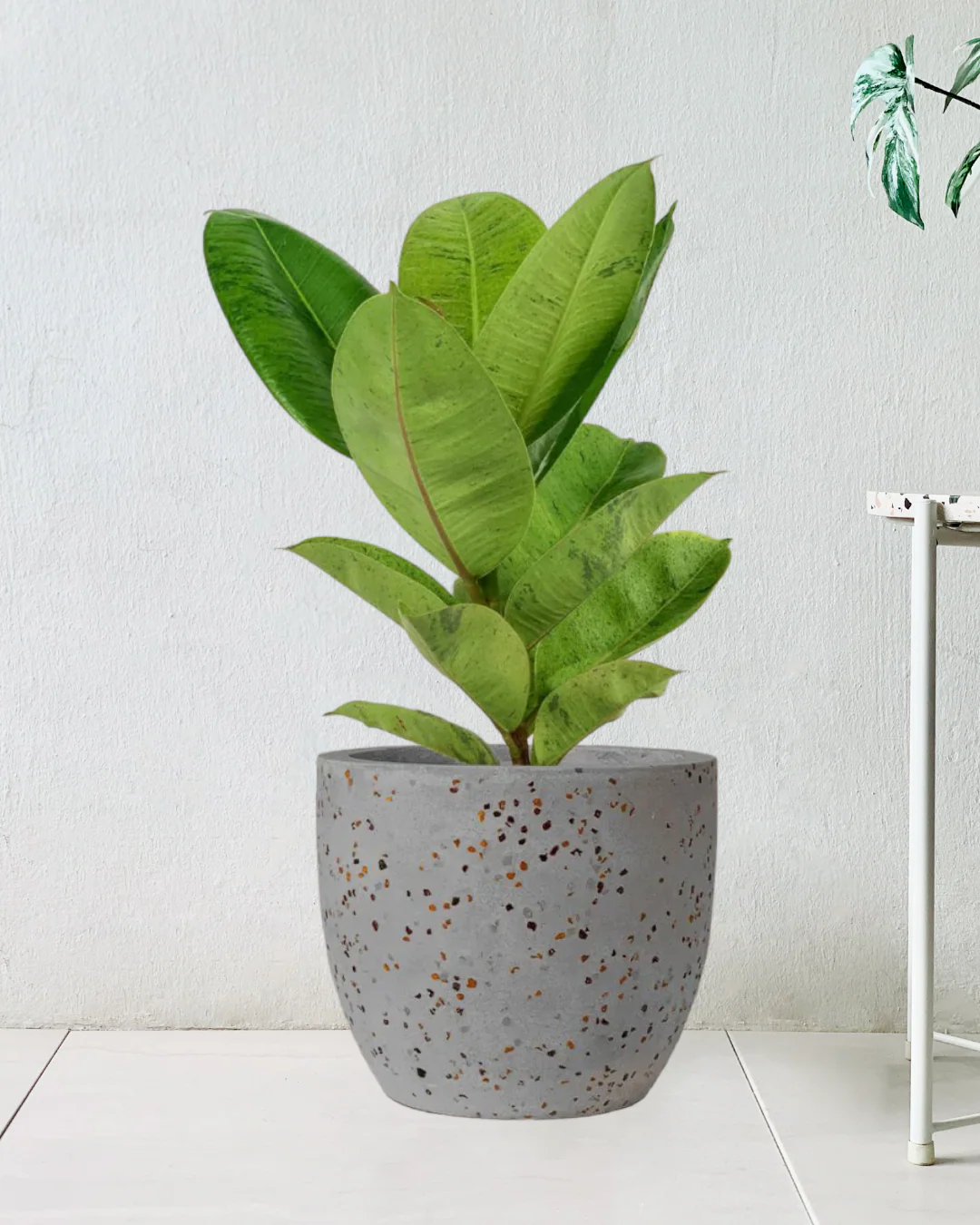 Ficus Elastica Shivereana - Image 10