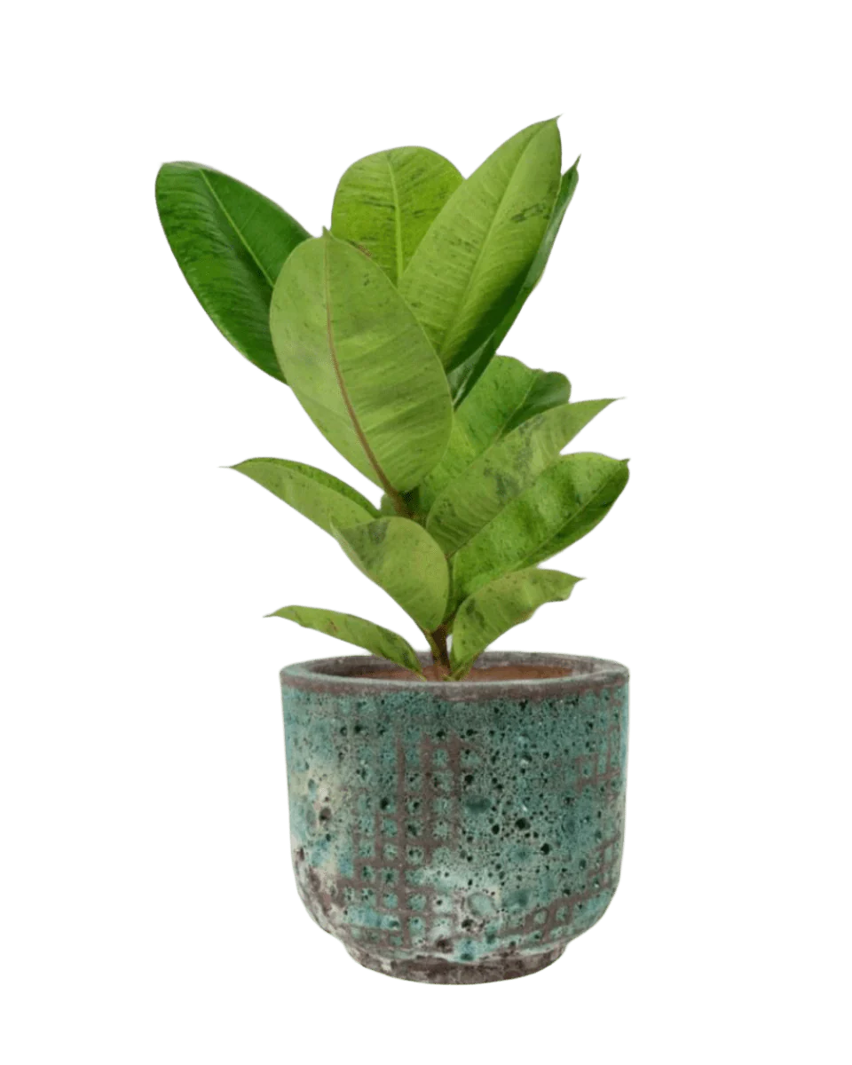 Ficus Elastica Shivereana - Image 11