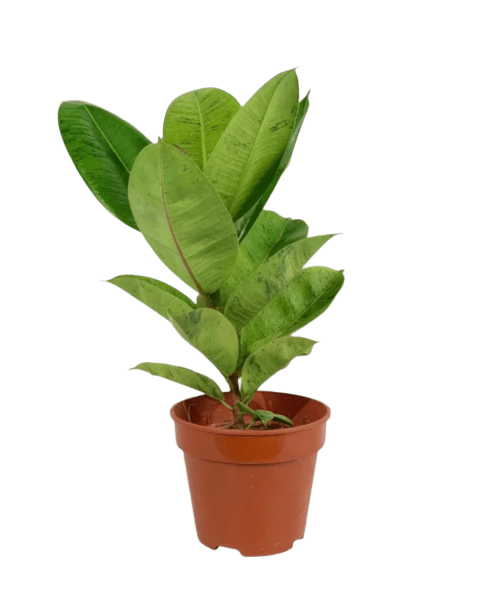Ficus Elastica Shivereana - Image 12