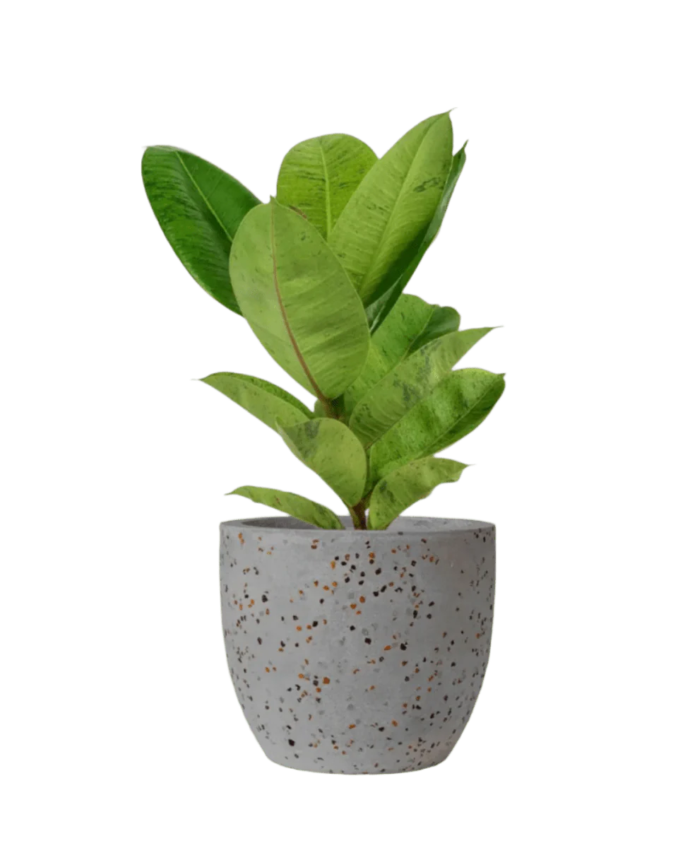 Ficus Elastica Shivereana - Image 13