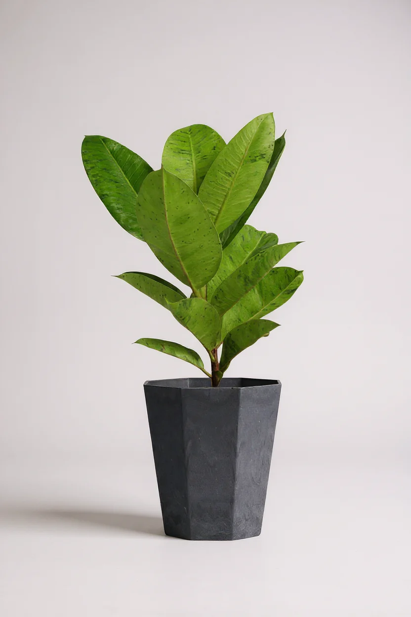 Ficus Elastica Shivereana - Image 15