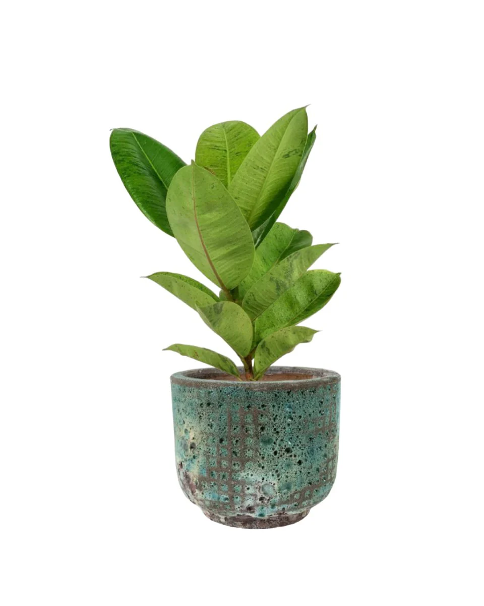 Ficus Elastica Shivereana - Image 6