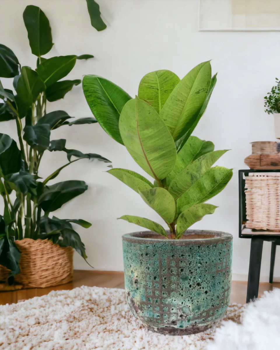 Ficus Elastica Shivereana - Image 7