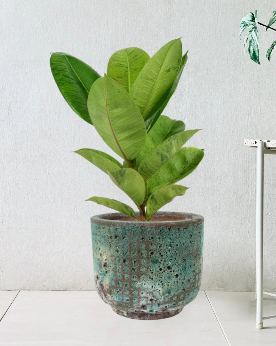 Ficus Elastica Shivereana - Image 8