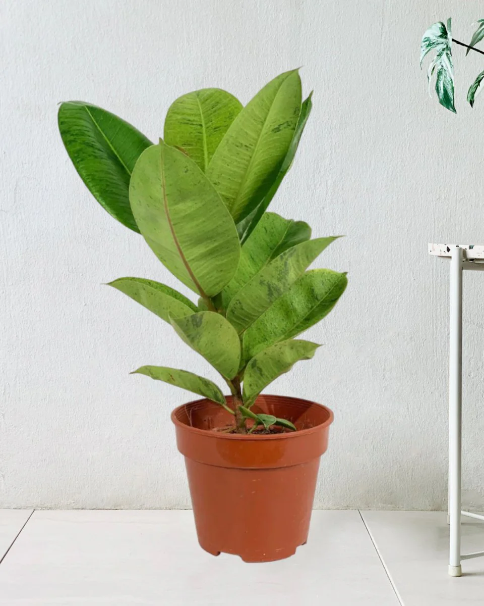 Ficus Elastica Shivereana - Image 9