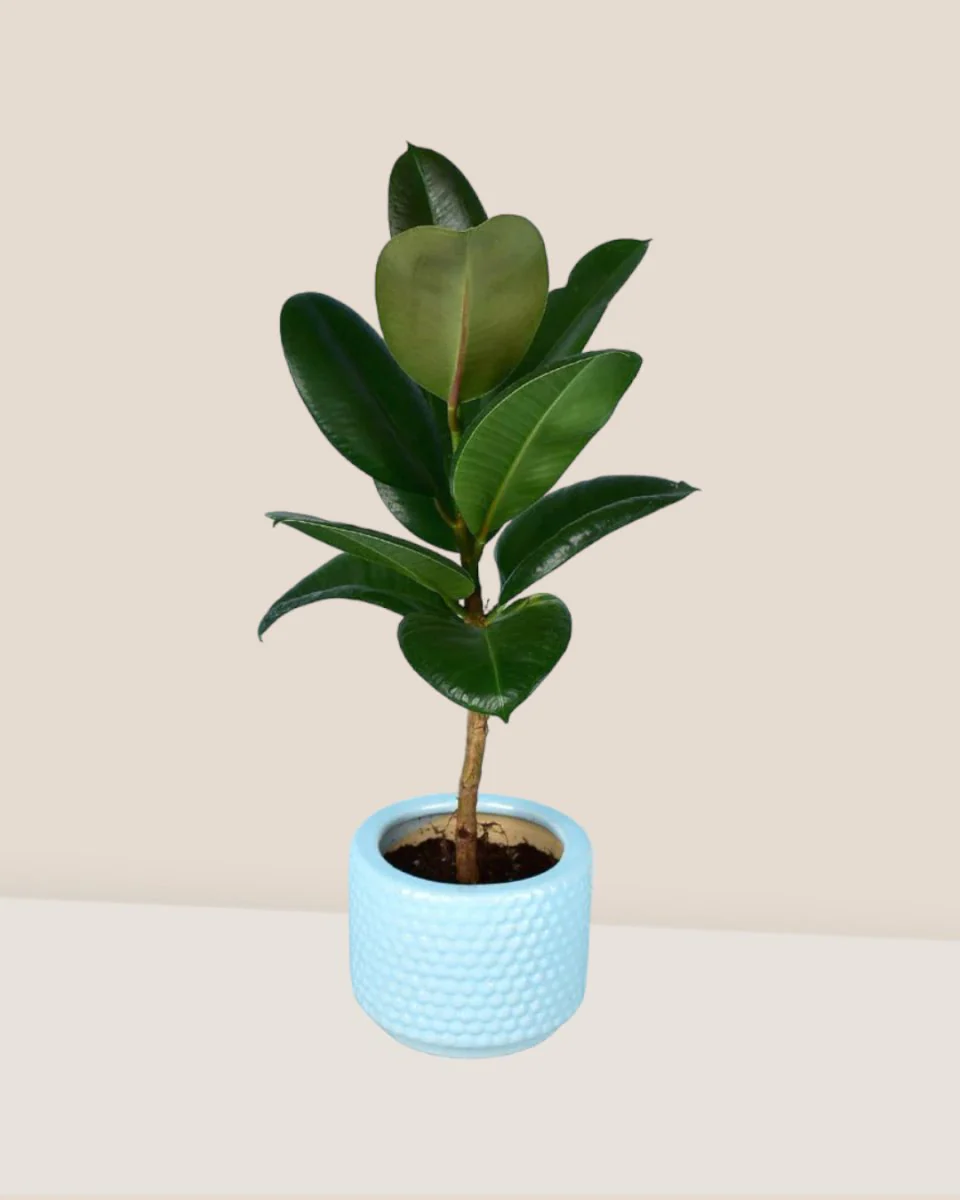 Ficus Elastica Robusta - Image 10