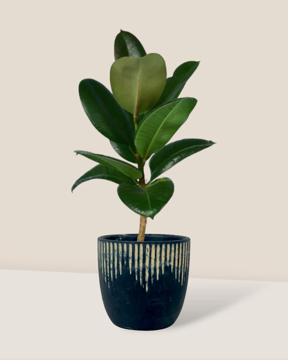 Ficus Elastica Robusta - Image 11