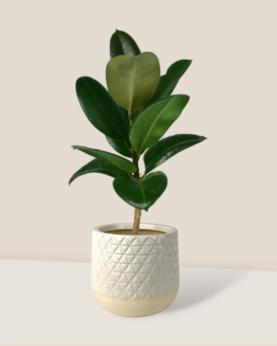 Ficus Elastica Robusta - Image 12