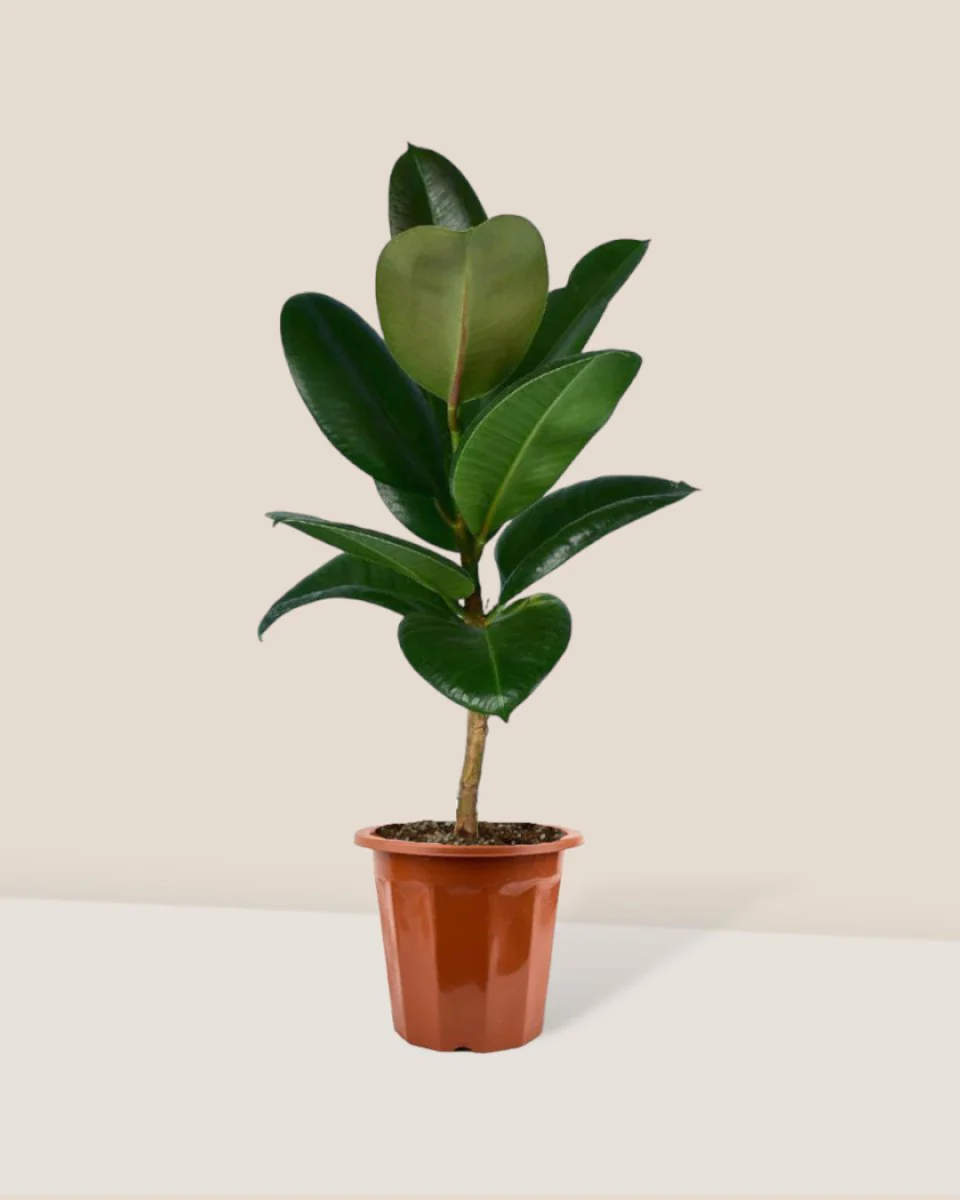 Ficus Elastica Robusta - Image 13