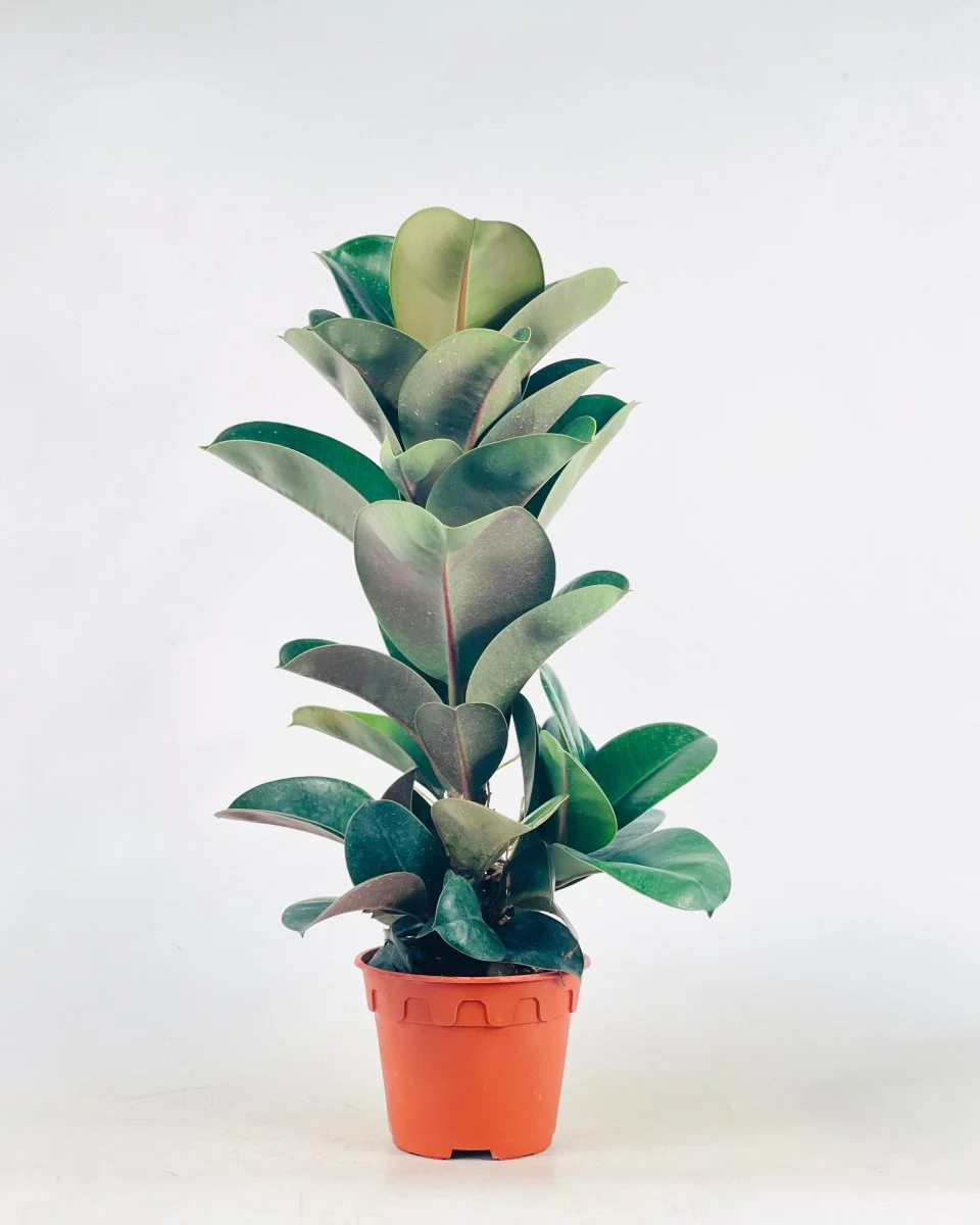 Ficus Elastica Robusta - Image 14