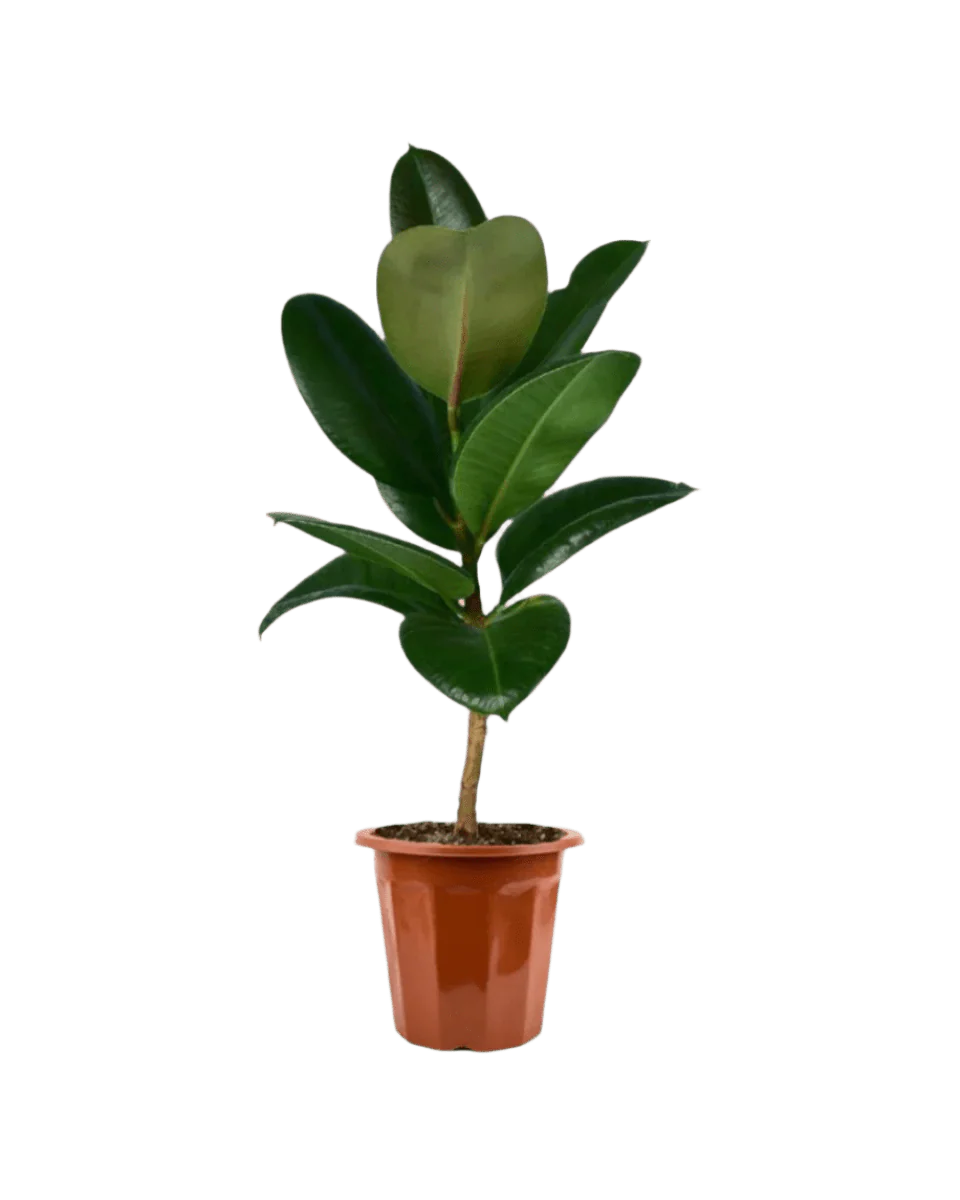 Ficus Elastica Robusta - Image 15