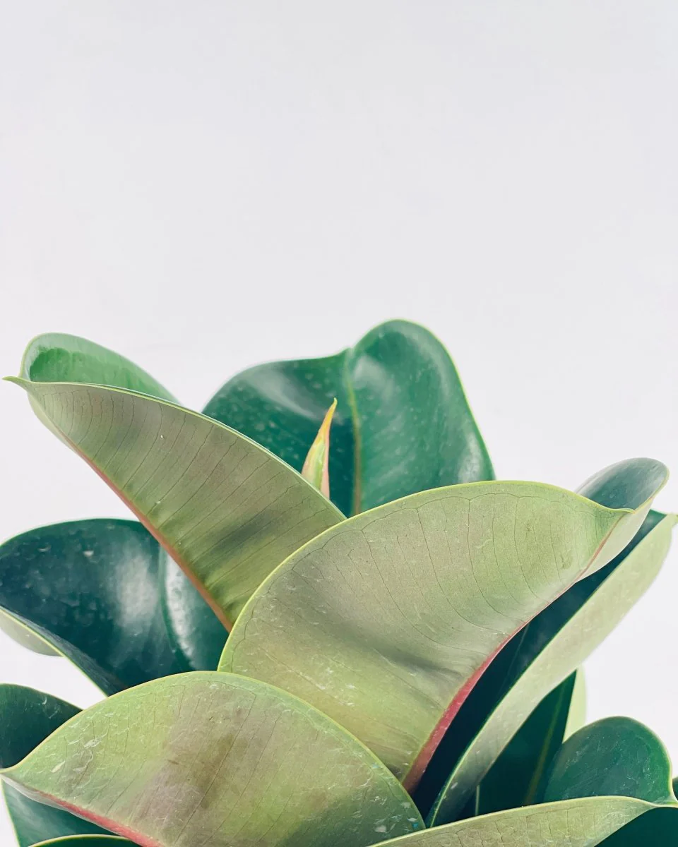 Ficus Elastica Robusta - Image 5