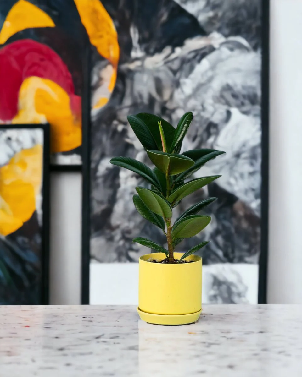 Ficus Elastica Robusta - Image 6