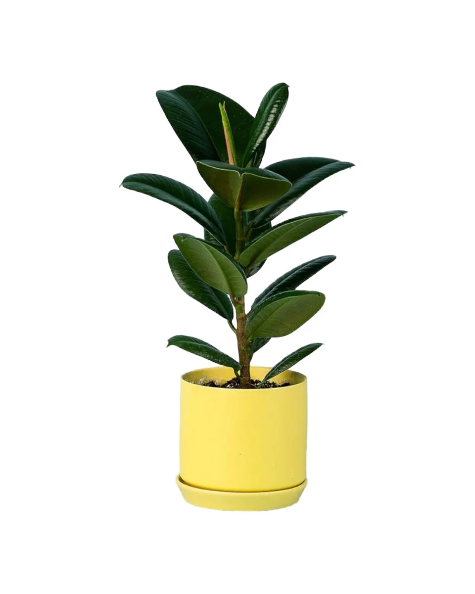 Ficus Elastica Robusta - Image 7