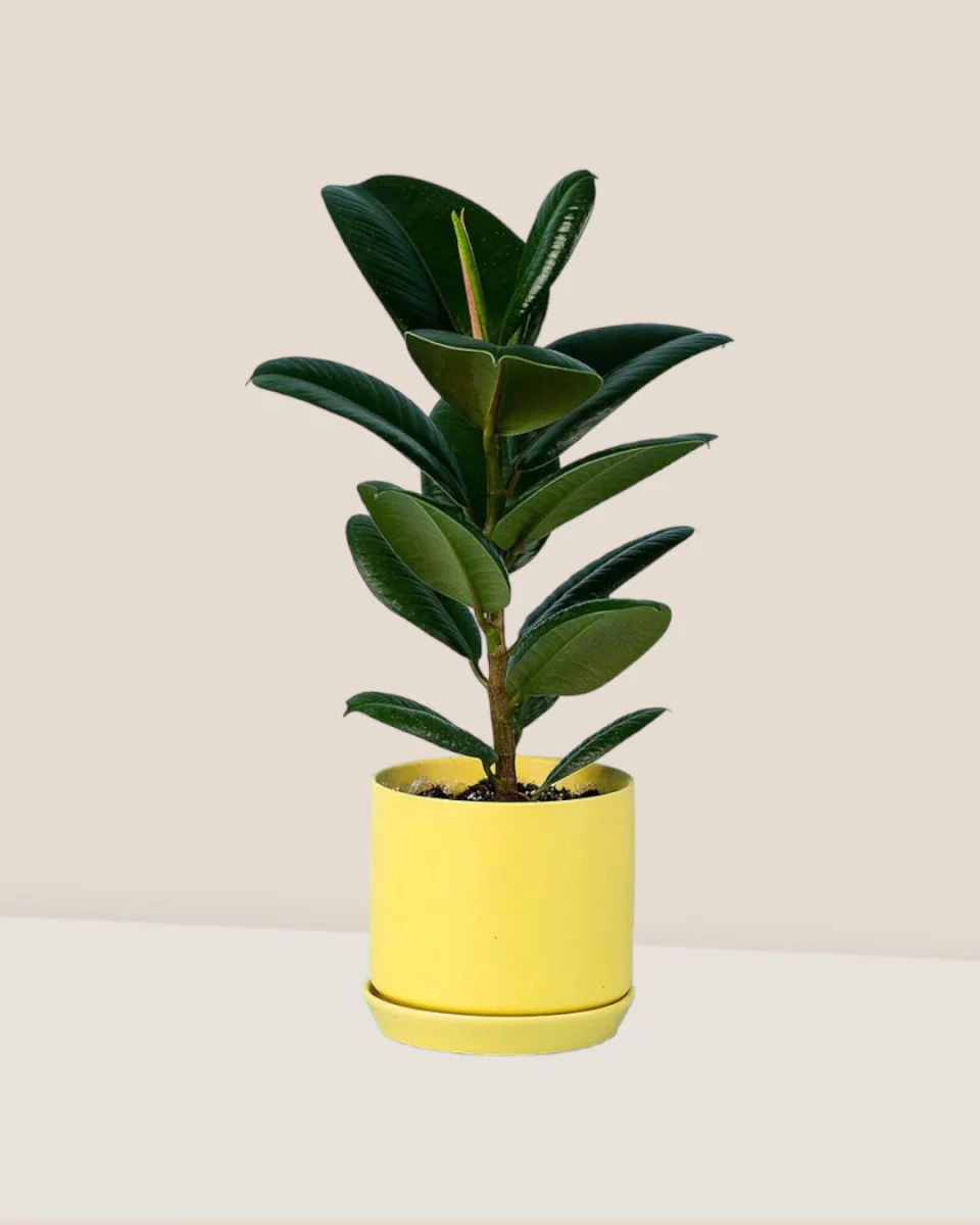 Ficus Elastica Robusta - Image 8