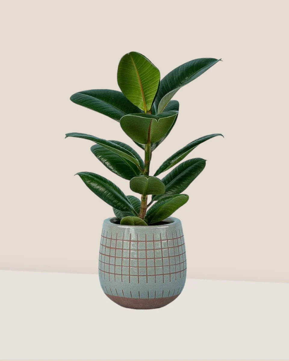 Ficus Elastica Robusta - Image 9
