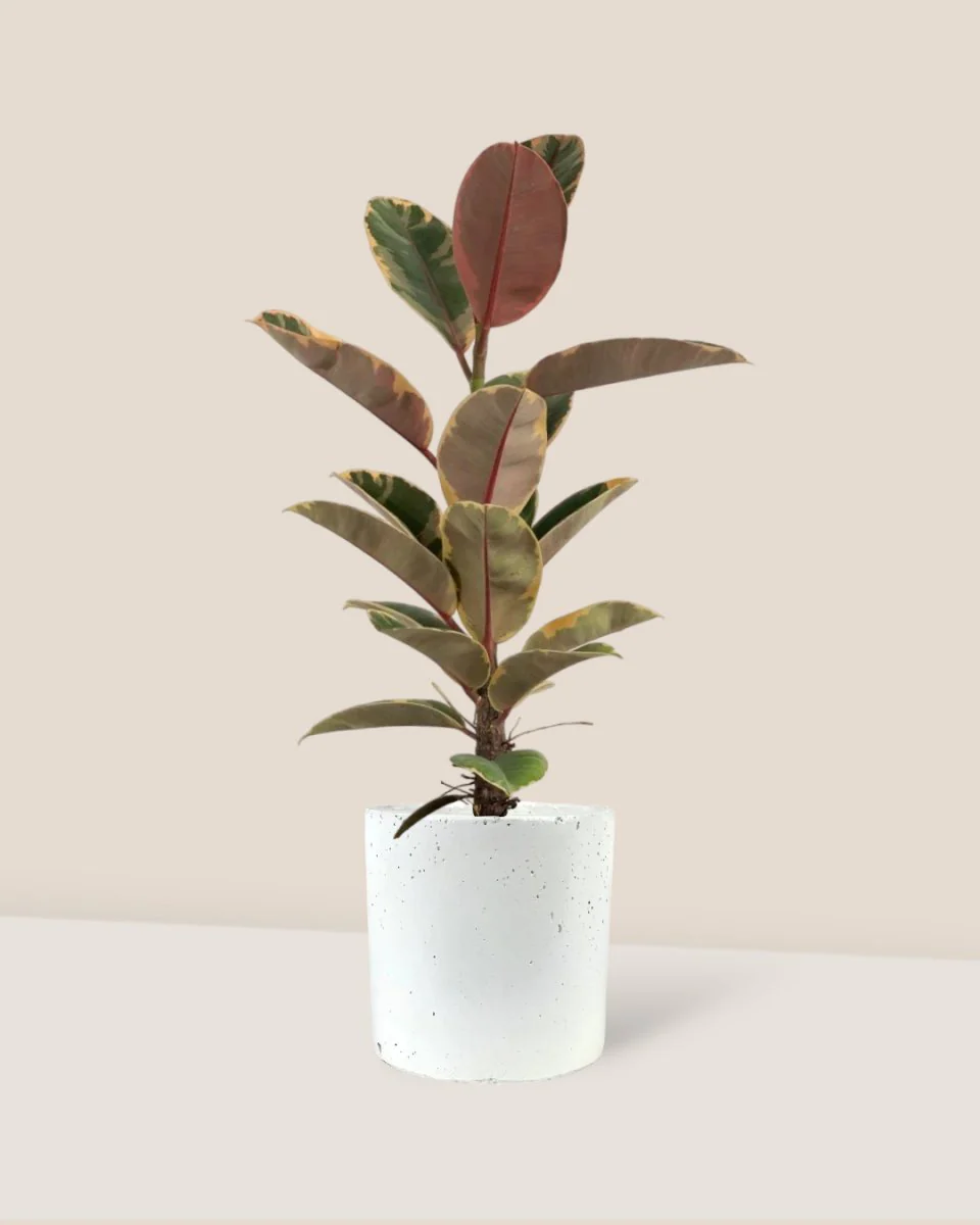 Ficus Elastica Ruby - Junior - Image 10