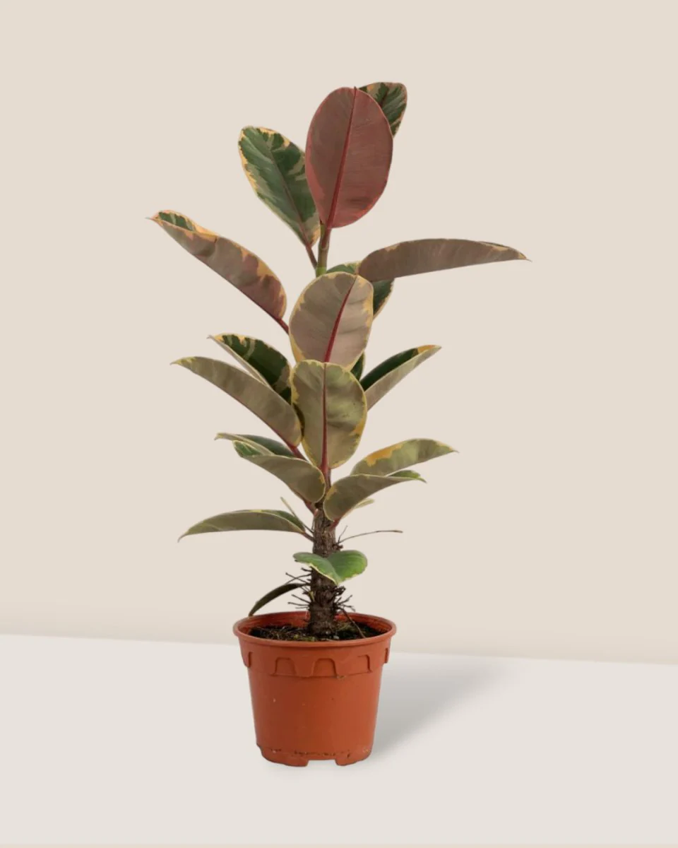 Ficus Elastica Ruby - Junior - Image 11