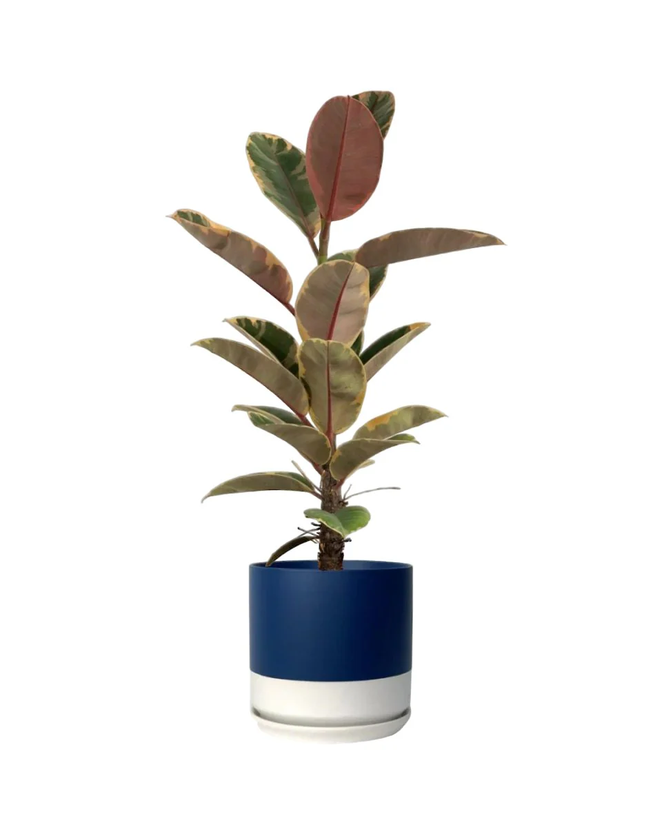Ficus Elastica Ruby - Junior - Image 12