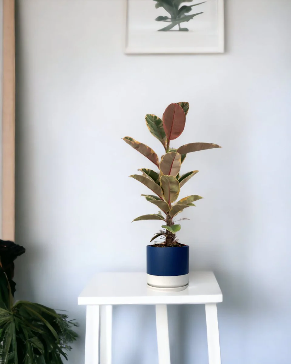 Ficus Elastica Ruby - Junior - Image 13